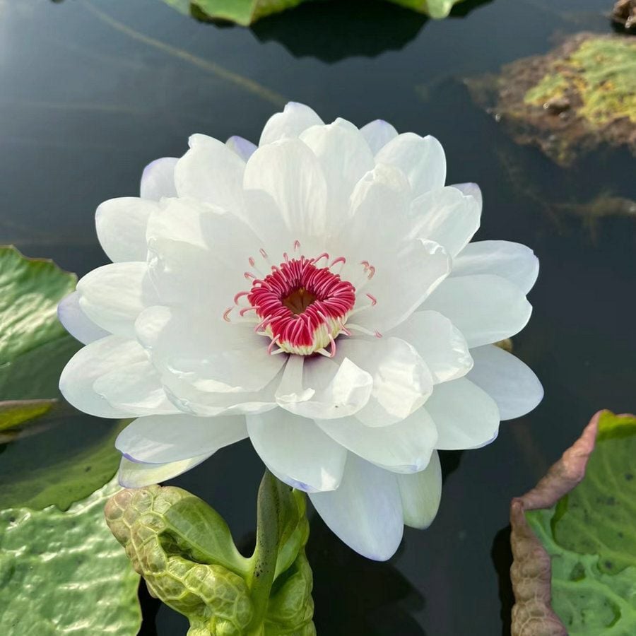 💐The Sacred Bonsai Bowl Lotus Flower Seeds