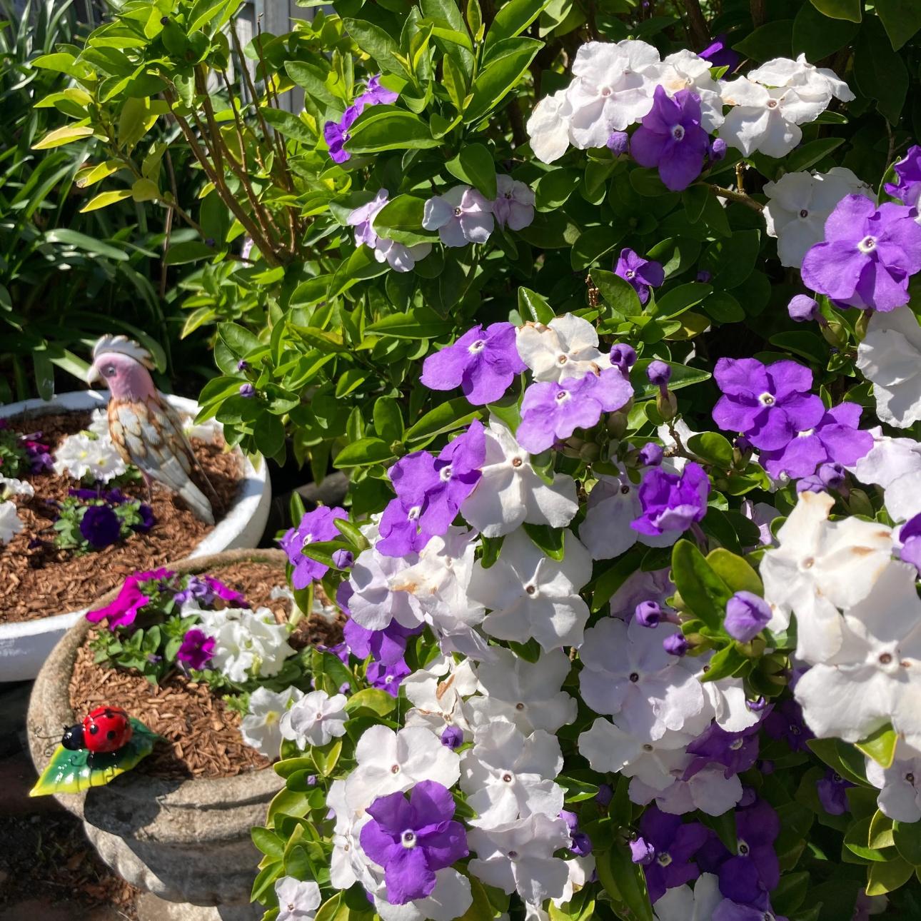 🌿❄️ Midnight Perfume Jasmine Seeds – Winter Planting. Perennial Blooms & Fragrant Garden Elegance 🌸