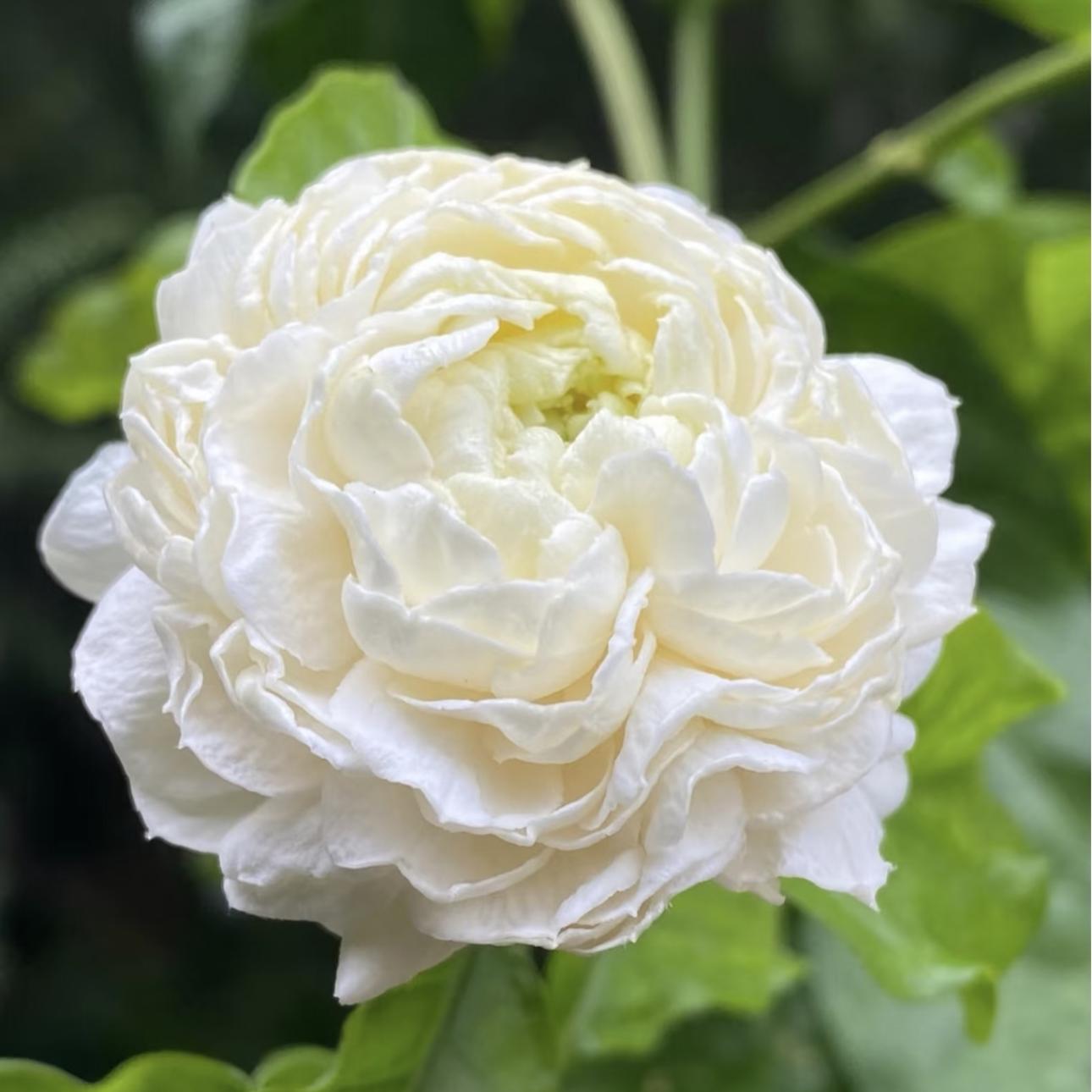 🌿❄️ Midnight Perfume Jasmine Seeds – Winter Planting. Perennial Blooms & Fragrant Garden Elegance 🌸