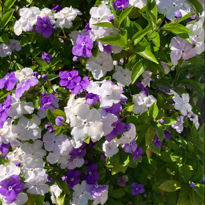 🌿❄️ Midnight Perfume Jasmine Seeds – Winter Planting. Perennial Blooms & Fragrant Garden Elegance 🌸