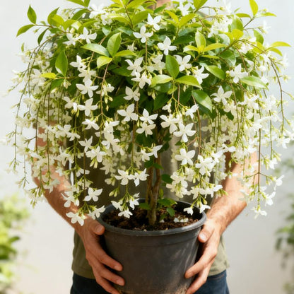 🌿❄️ Midnight Perfume Jasmine Seeds – Winter Planting. Perennial Blooms & Fragrant Garden Elegance 🌸