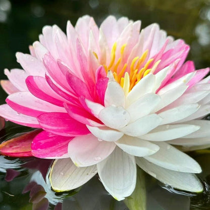 💐The Sacred Bonsai Bowl Lotus Flower Seeds