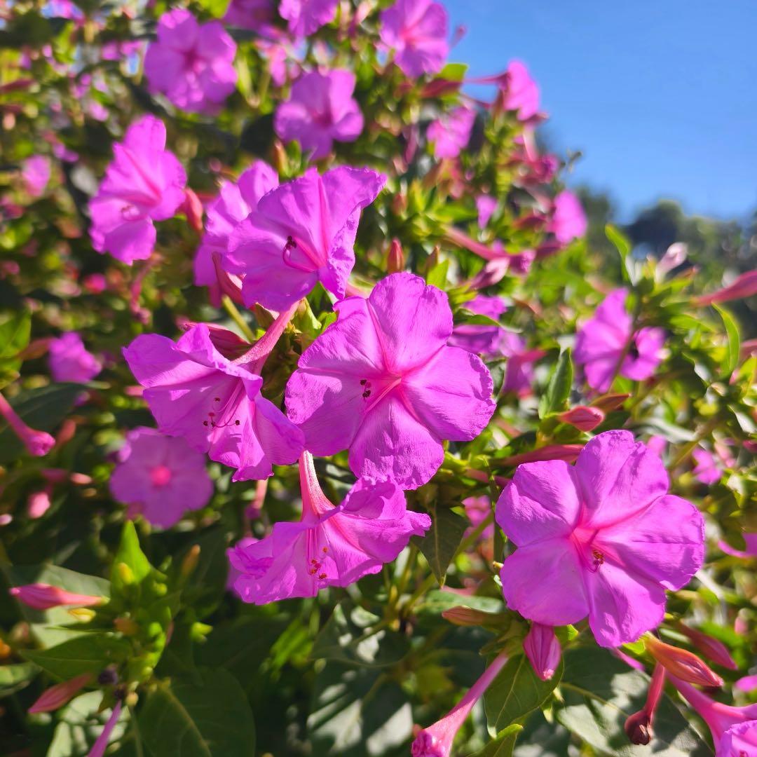 Purple Jasmine