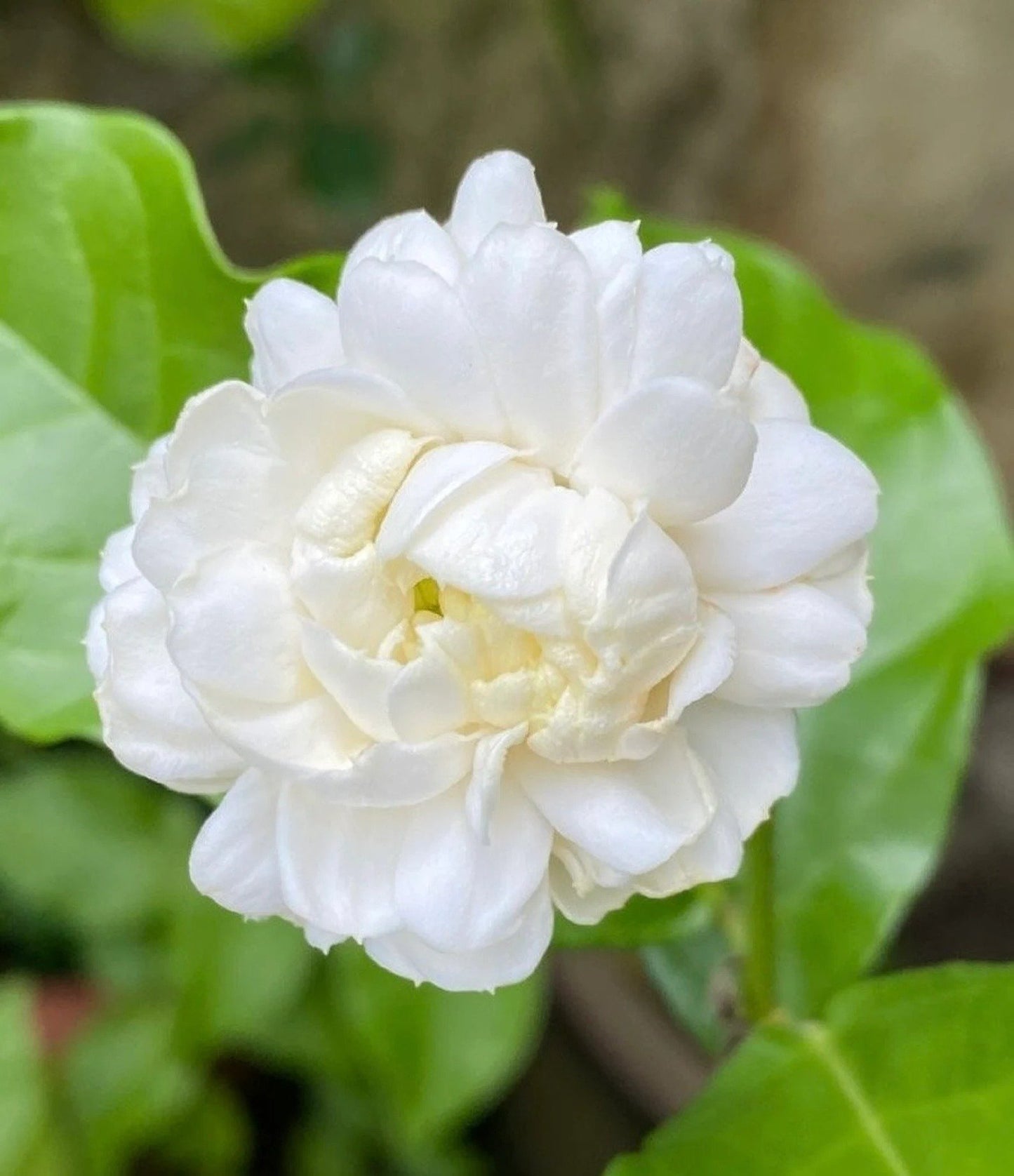 🌿❄️ Midnight Perfume Jasmine Seeds – Winter Planting. Perennial Blooms & Fragrant Garden Elegance 🌸