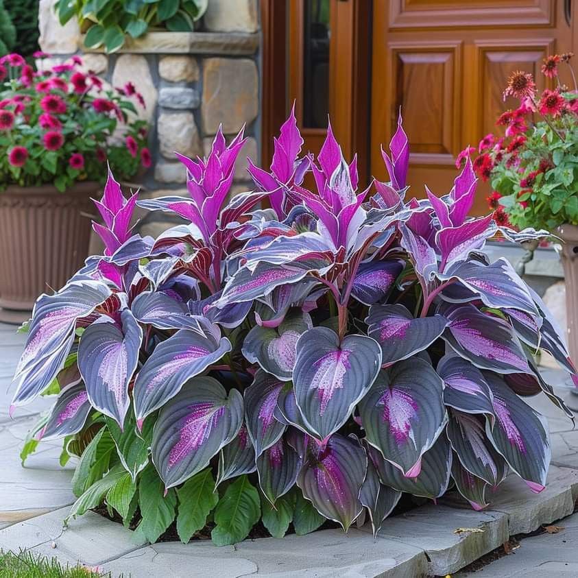 🌿Rare Hosta Seeds for Lush Shade Gardens💖🔥1 Pack-100 Seeds