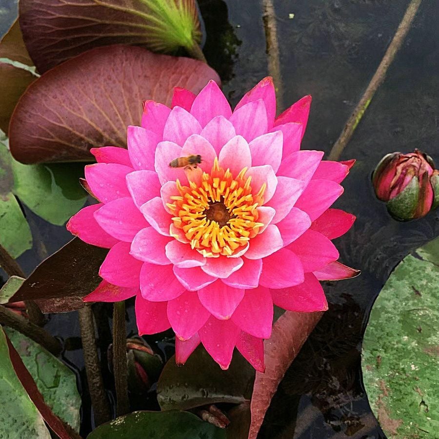 💐The Sacred Bonsai Bowl Lotus Flower Seeds