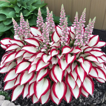 🌿Rare Hosta Seeds for Lush Shade Gardens💖🔥1 Pack-100 Seeds