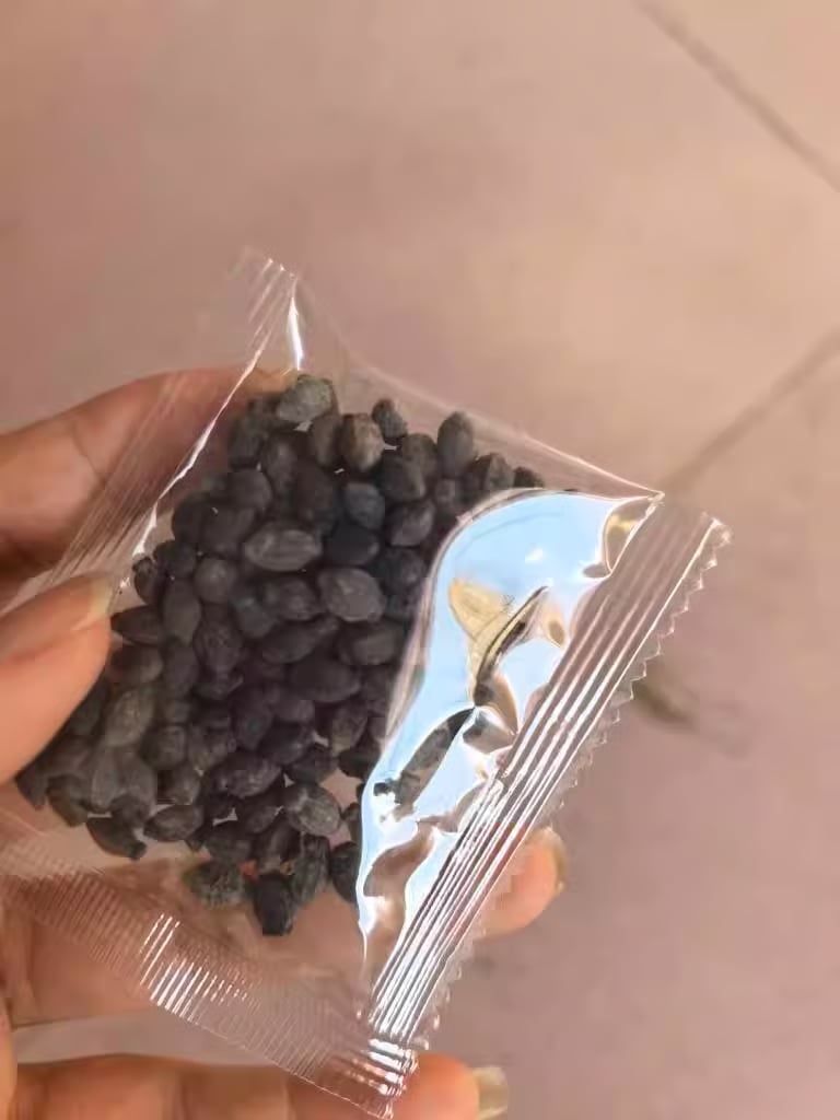 🌿❄️ Midnight Perfume Jasmine Seeds – Winter Planting. Perennial Blooms & Fragrant Garden Elegance 🌸