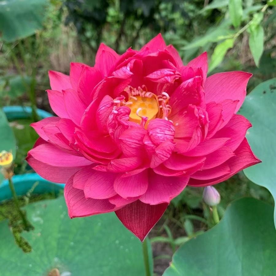 💐The Sacred Bonsai Bowl Lotus Flower Seeds
